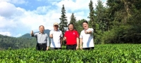 老领导一行到湄潭县茅台村茅珍茶业集团干净黔茶公司生态茶园指导